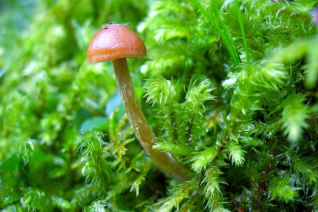 Galerina spec. Cod.: DSCN 5028